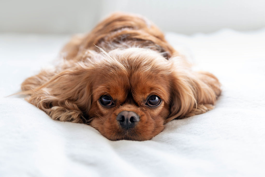 Why We Love Cavalier King Charles Spaniels